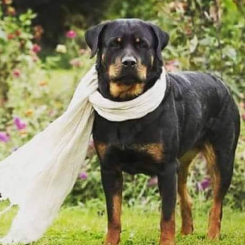 Meet your Posher, Noelle